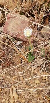 Image of Gerbera viridifolia (DC.) Sch. Bip.