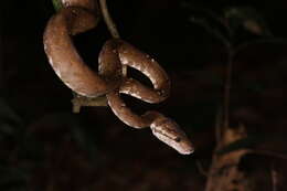 Image of Corallus hortulana (Linnaeus 1758)