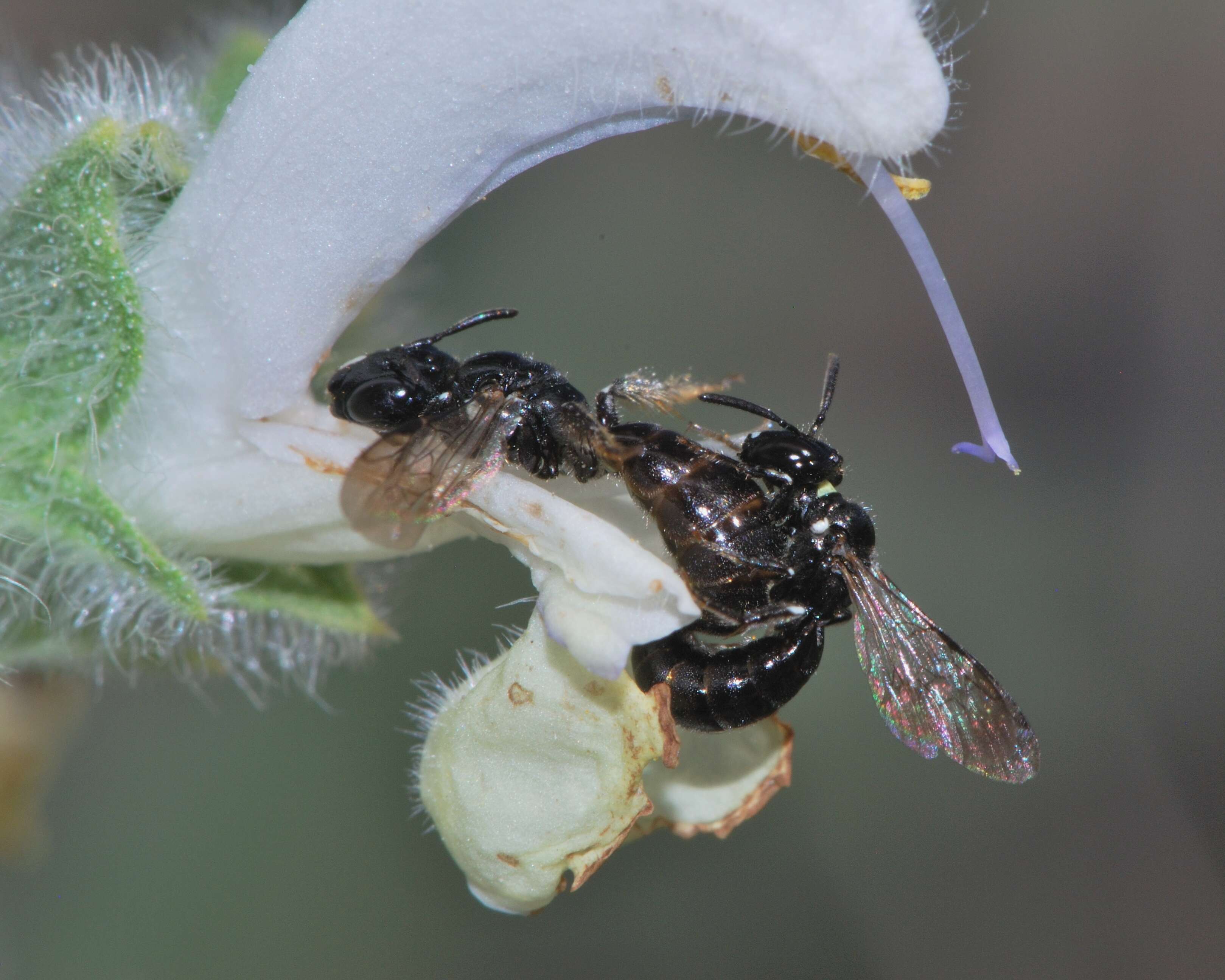 Sivun Salvia dominica L. kuva