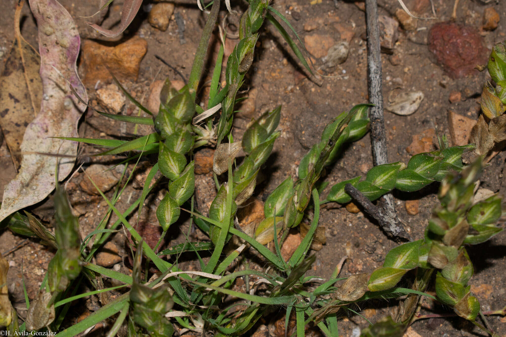 Image of Zornia thymifolia Kunth