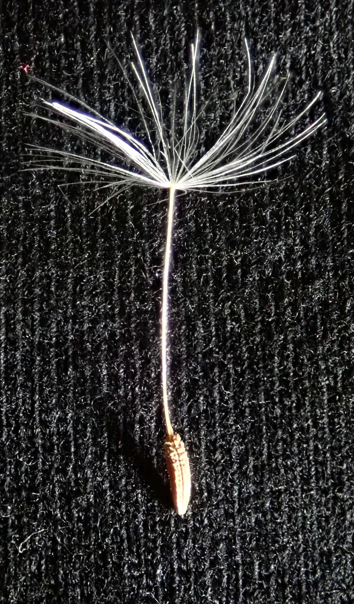 Слика од Taraxacum pseudohamatum Dahlst.