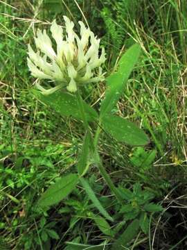 Image of Hungarian clover