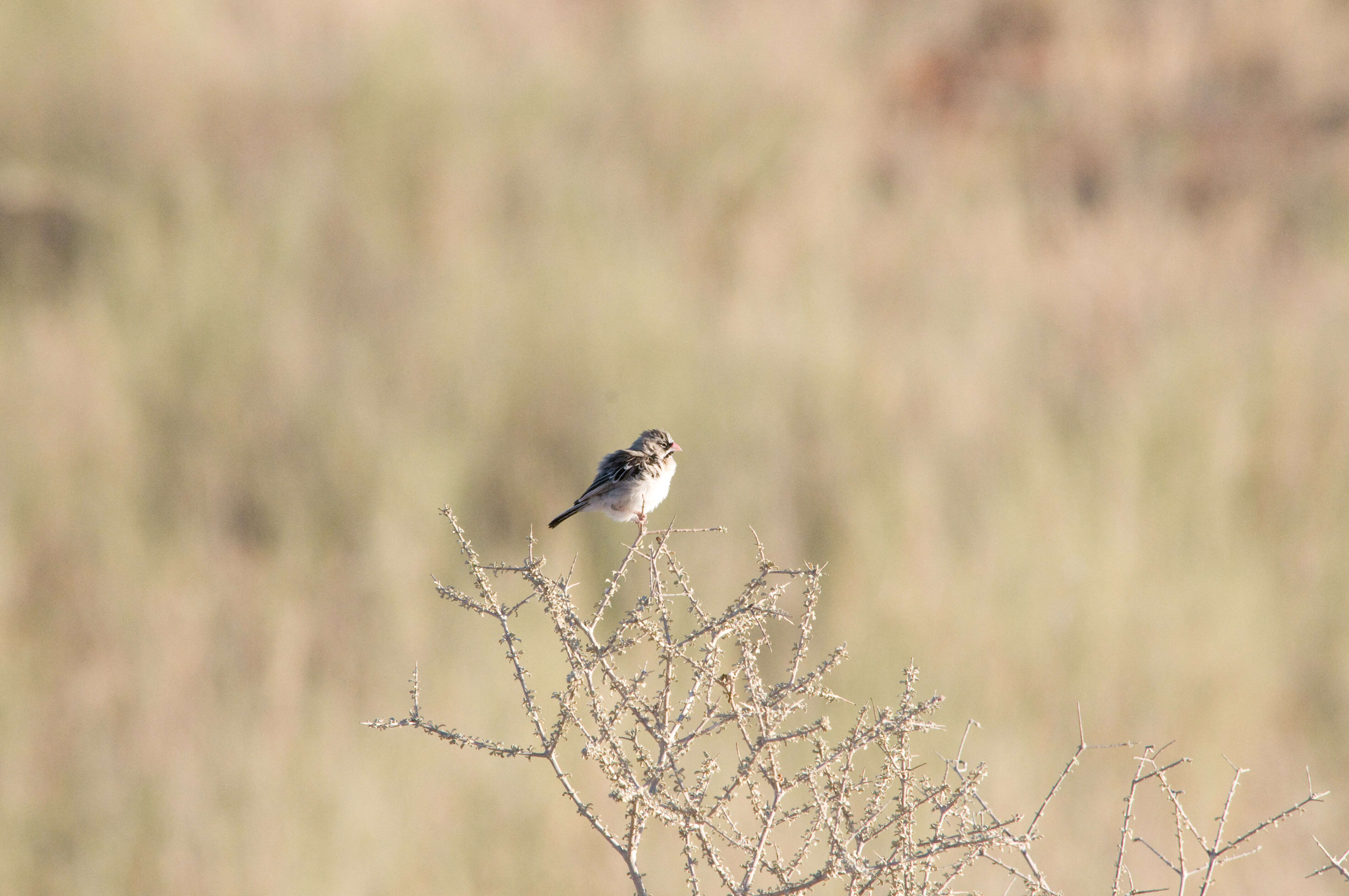 Image of Scaly Weaver