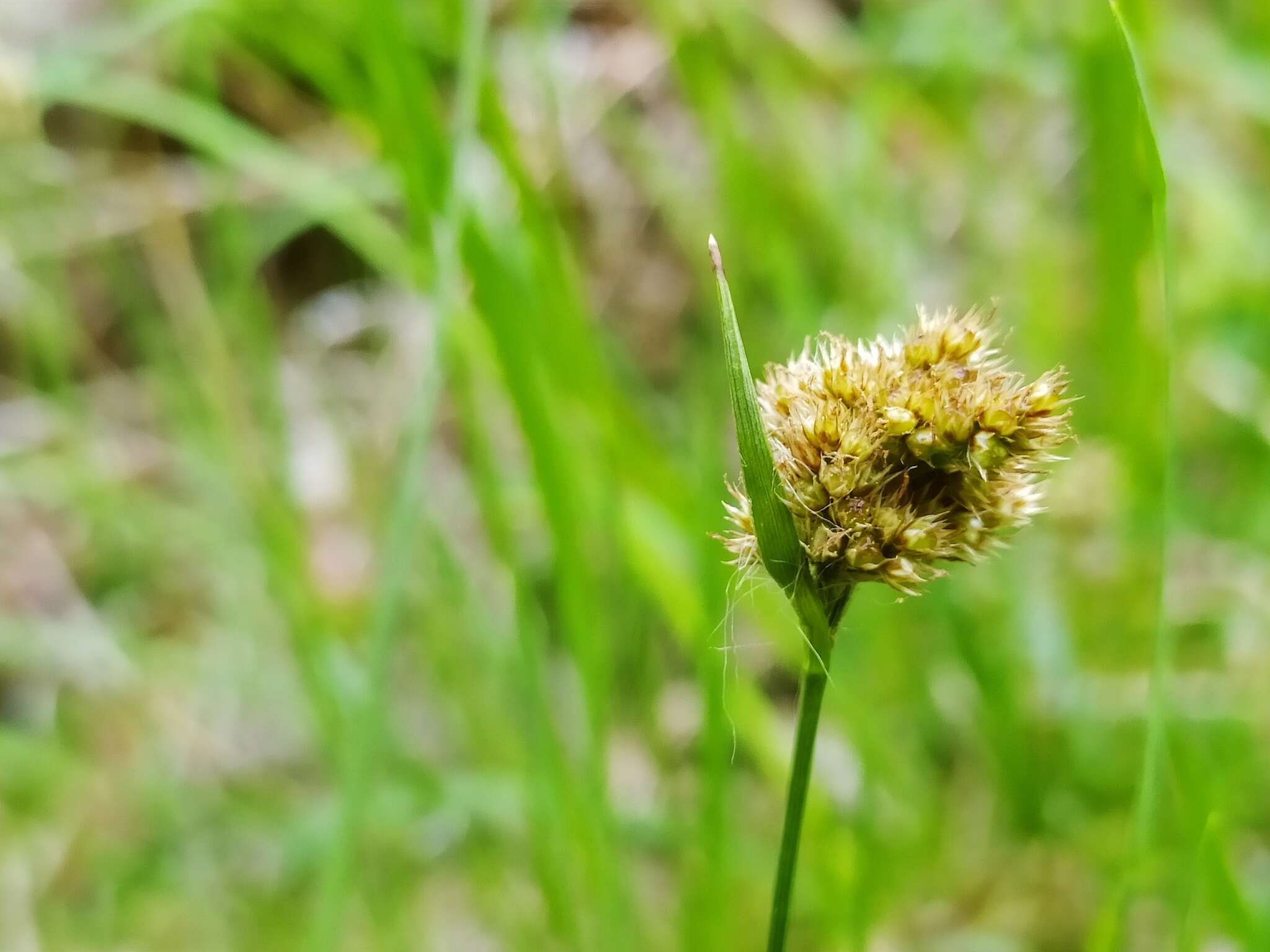 Image of Heath Wood-Rush