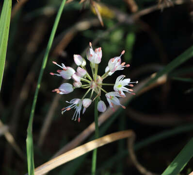 Image of Allium ericetorum Thore