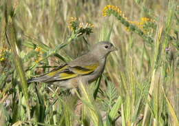 Image of Lawrence's Goldfinch