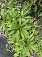 Image de Lobelia portoricensis (Vatke) Urb.