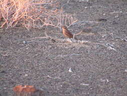 Image of Cape Bunting