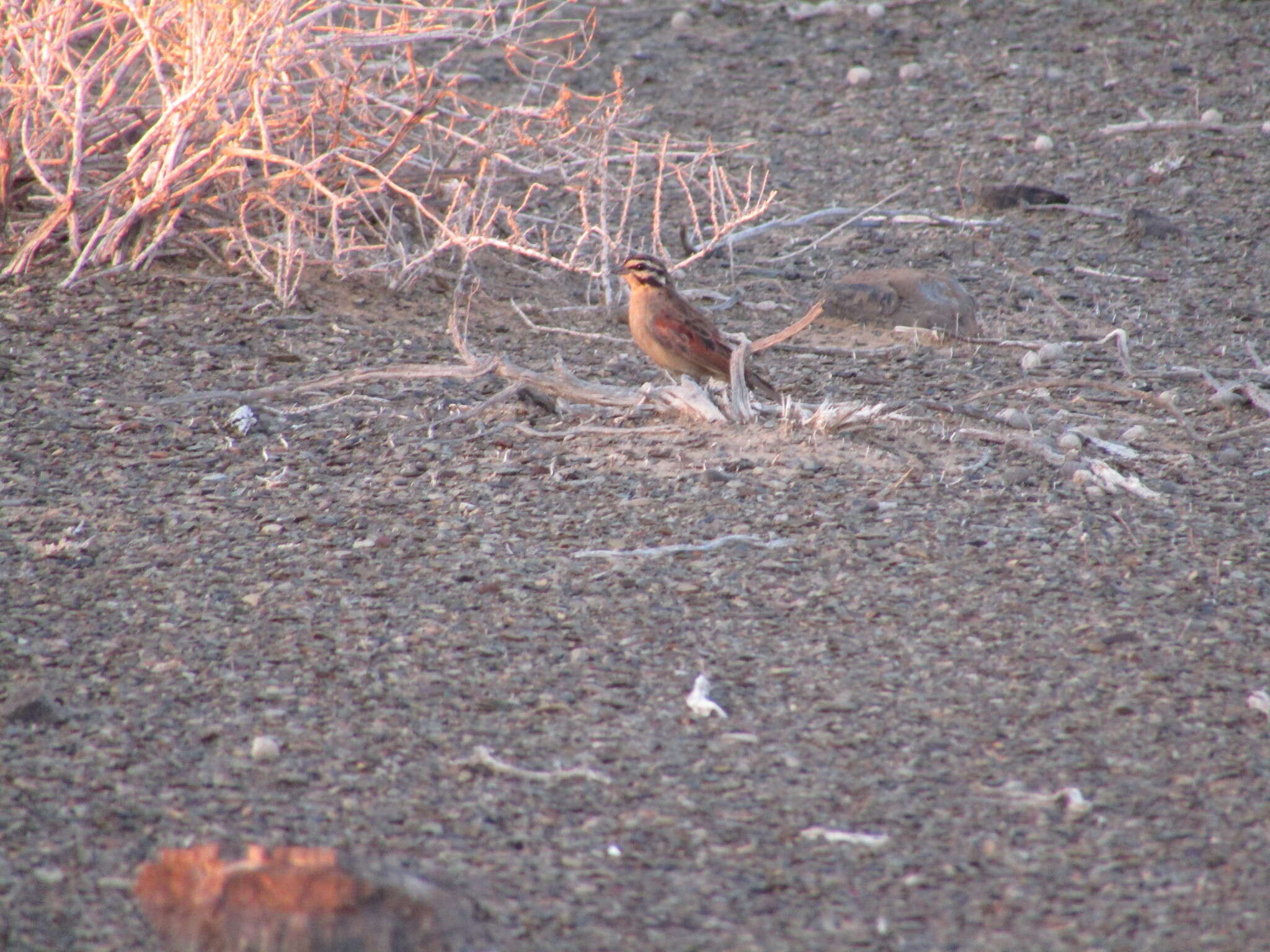 Image of Cape Bunting