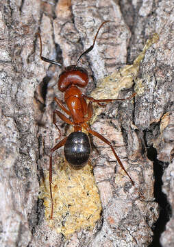 Image of Florida Carpenter Ant