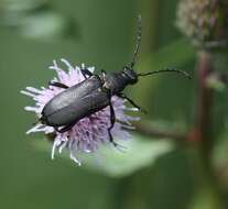 Imagem de Stictoleptura scutellata (Fabricius 1781)