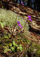 Image of Pinguicula orchidioides A. DC.