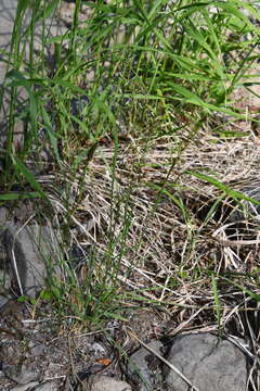 Image of Trisetum altaicum Roshev.