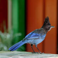 Image of Steller's Jay