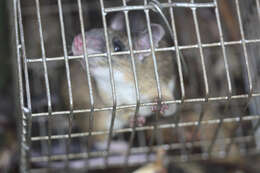 Image of Chestnut Rat