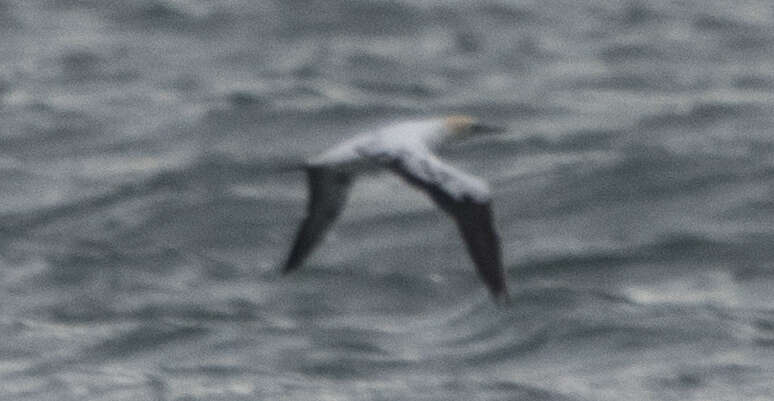 Image of Australasian Gannet