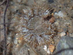 Image of cave-dwelling anemone