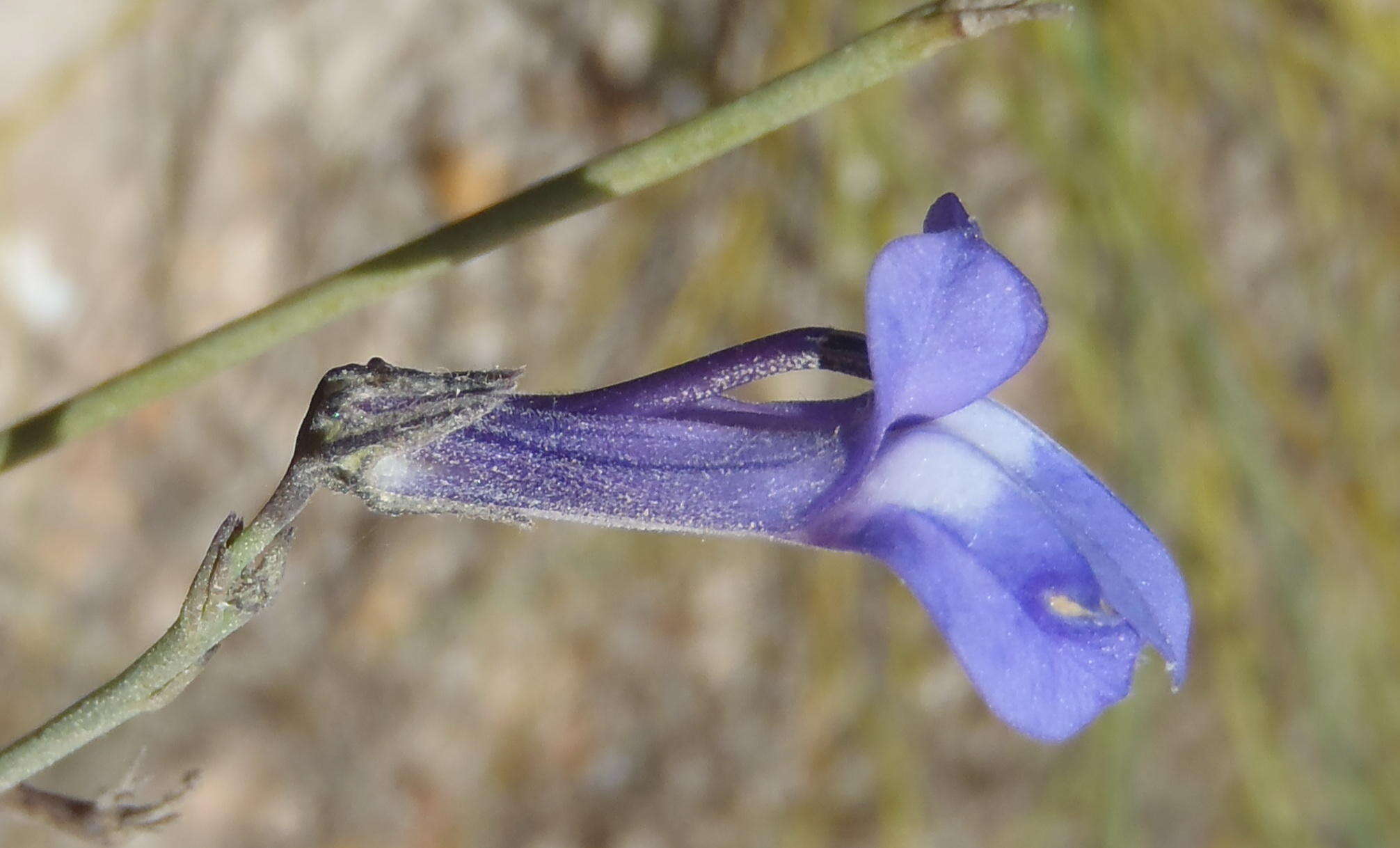 Image of Lobelia linearis Thunb.