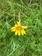 Image of Tragopogon pratensis subsp. pratensis