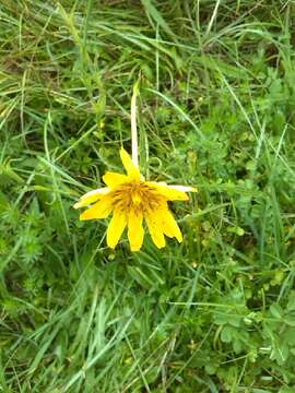 Image of Tragopogon pratensis subsp. pratensis