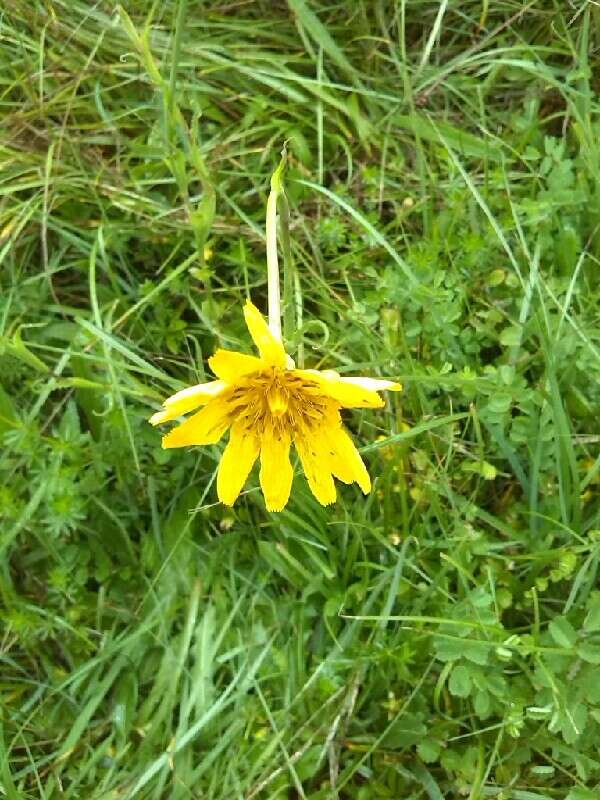 Image of Tragopogon pratensis subsp. pratensis