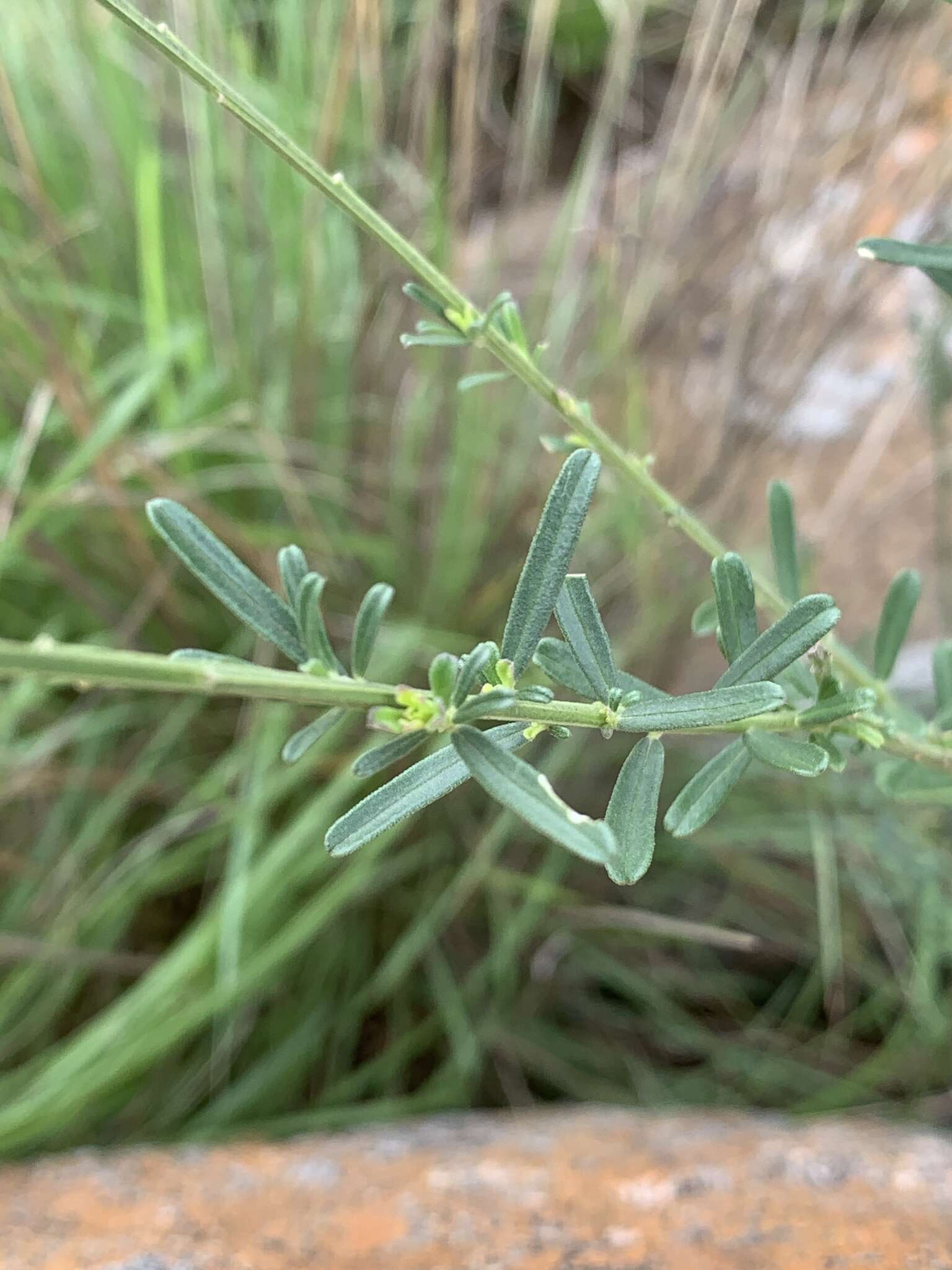 Polygala producta N. E. Br.的圖片