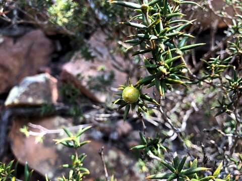 Image of Alyxia ruscifolia R. Br.