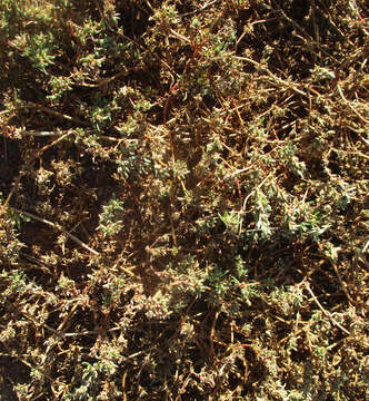 Image of Trianthema salsoloides Fenzl ex Oliv.
