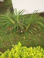 Image of Cyrtopodium paniculatum (Ruiz & Pav.) Garay