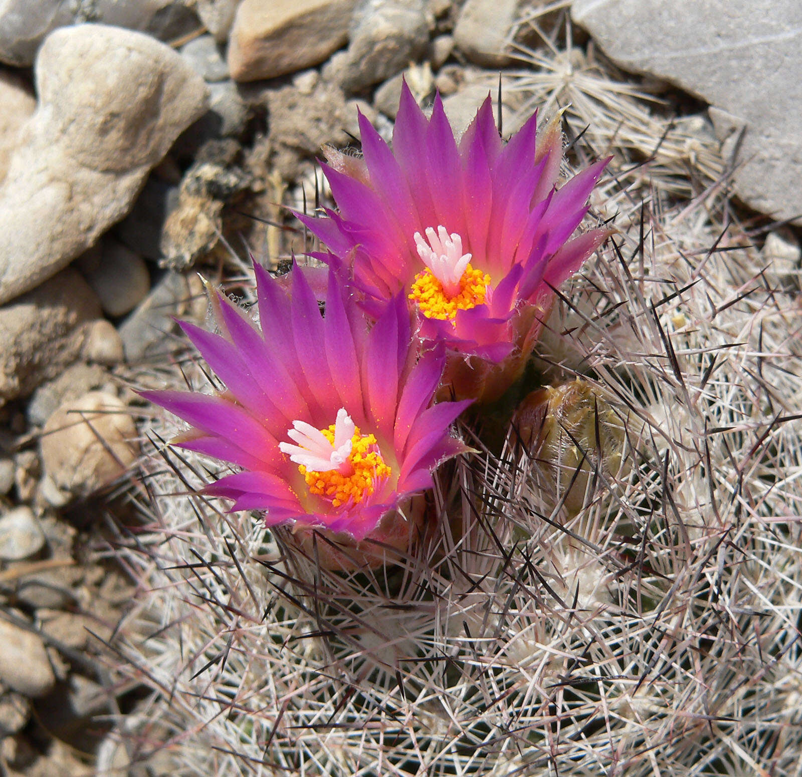 Image of Pincushion Cactus