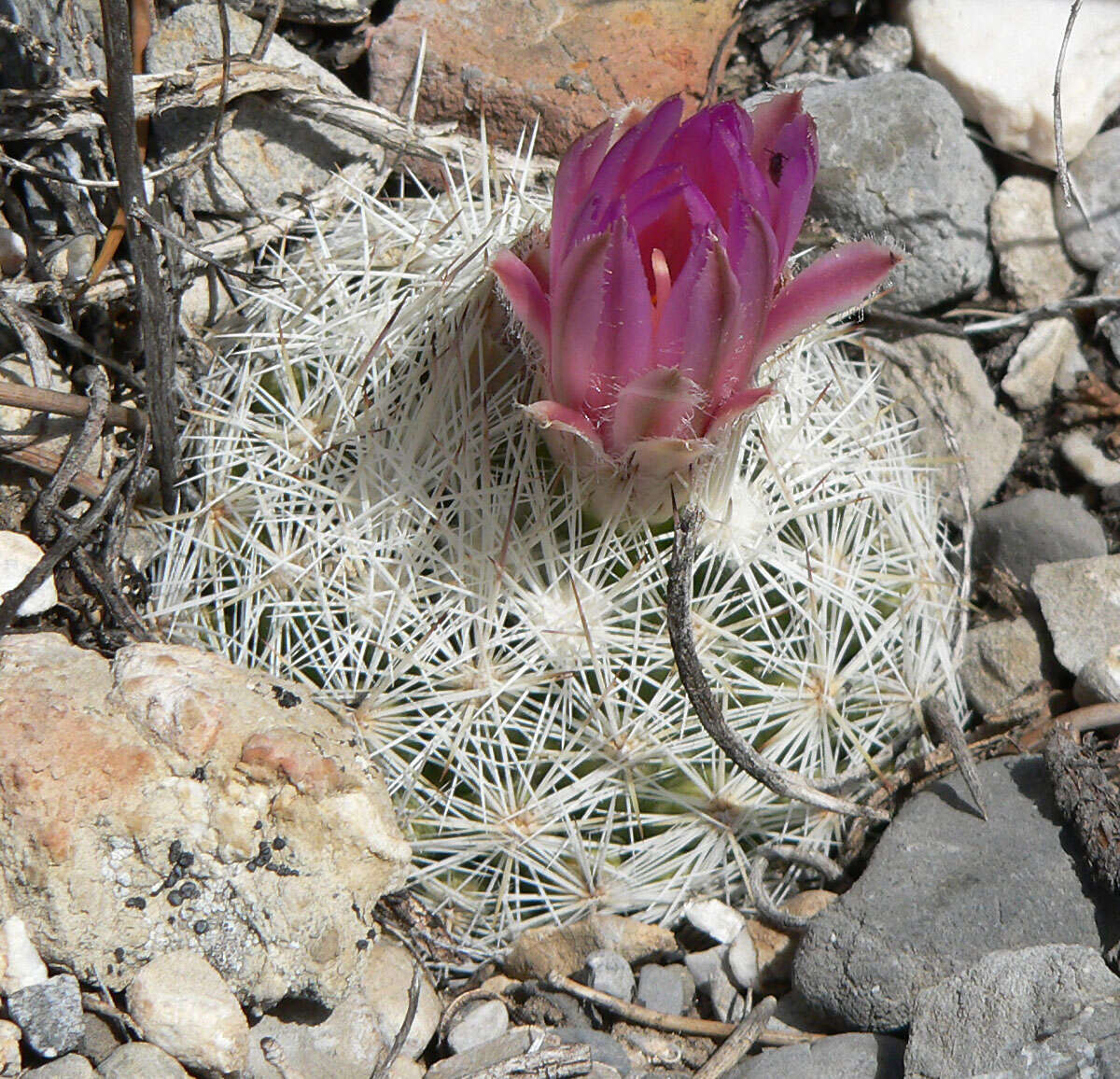 Image of Pincushion Cactus