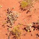 Image of Angianthus brachypappus F. Müll.