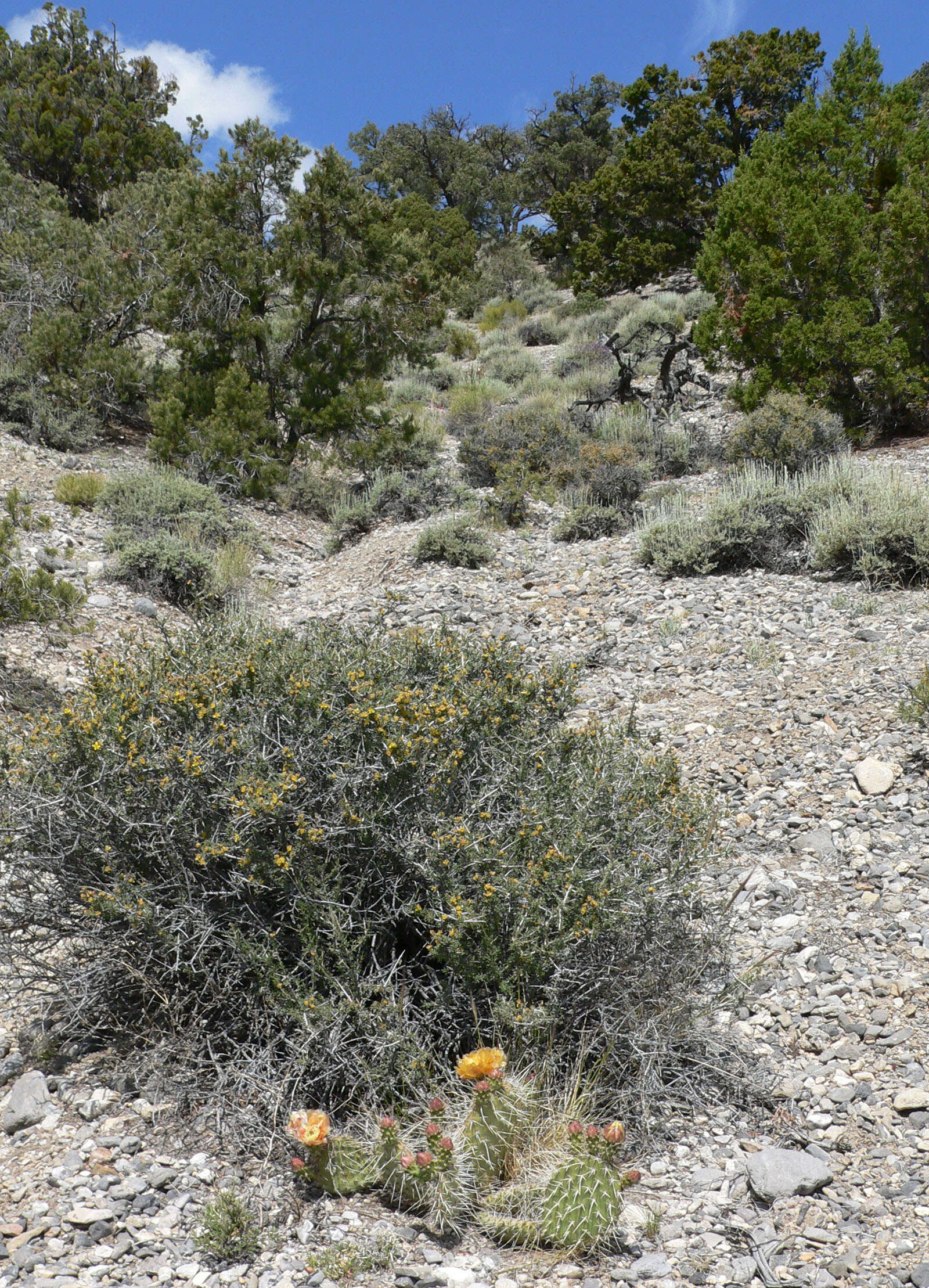 Image of Panhandle Prickly-pear