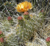 Image of Panhandle Prickly-pear