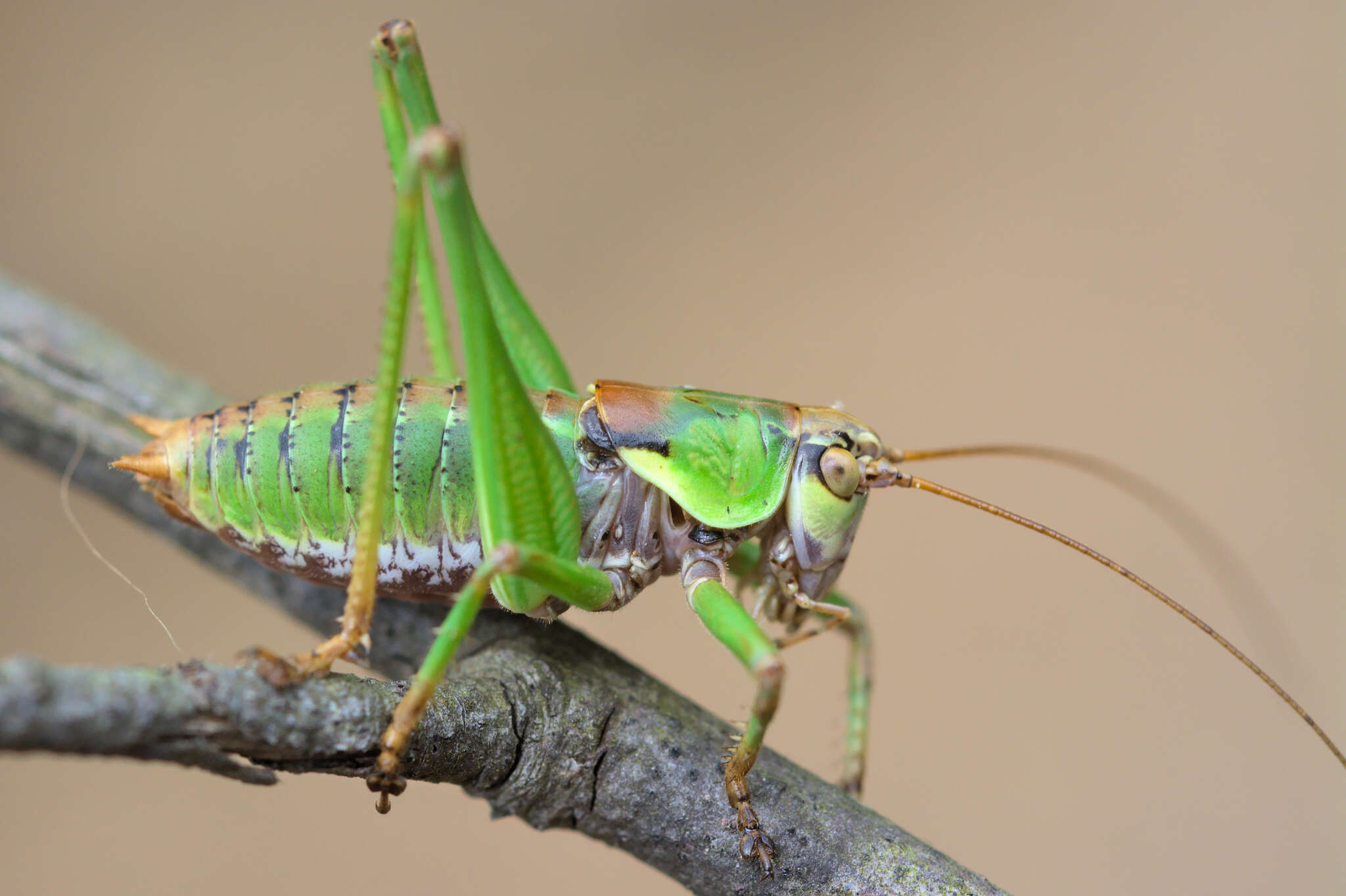 Image of Antaxius (Chopardius) chopardi Morales-Agacino 1936