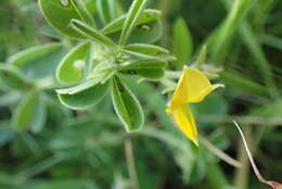 Image of Crotalaria lotoides Benth.