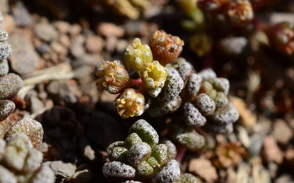 Image of Crassula corallina Thunb.