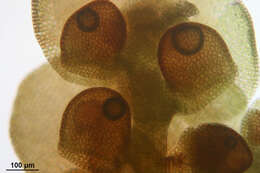 Image of dilated scalewort