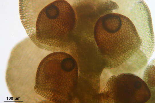 Image of dilated scalewort