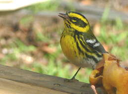 Image of Townsend's Warbler