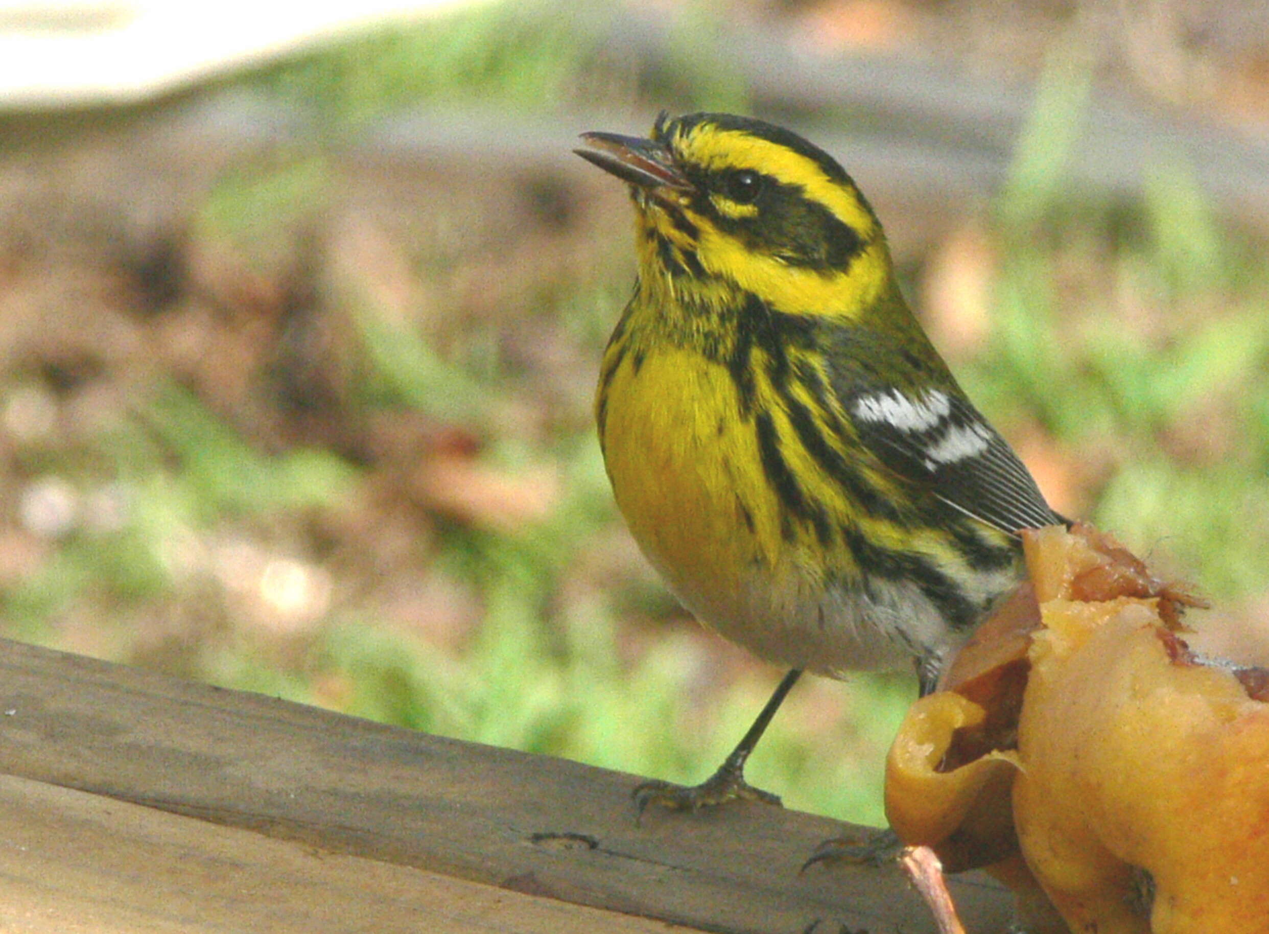 Image of Townsend's Warbler