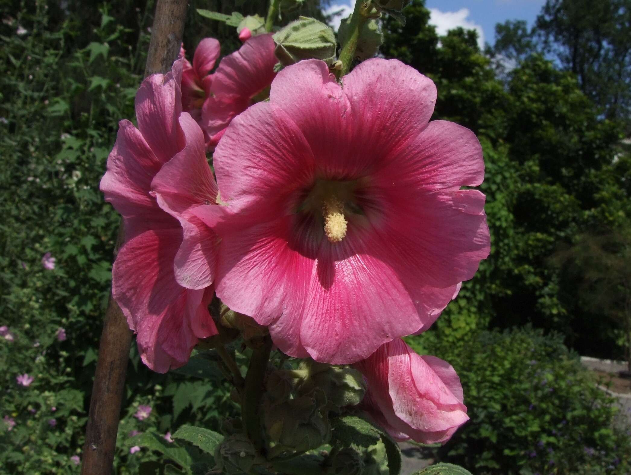 Image of hollyhock