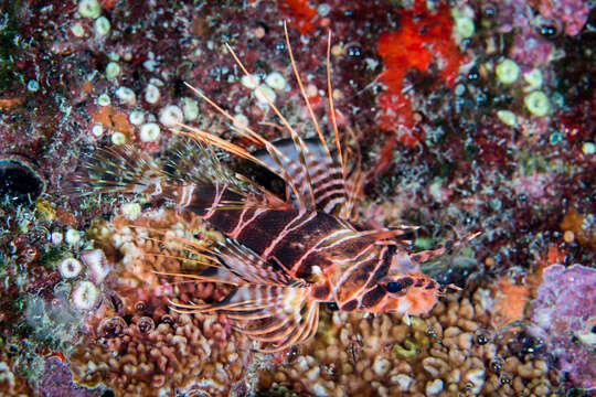 Pterois sphex Jordan & Evermann 1903 resmi