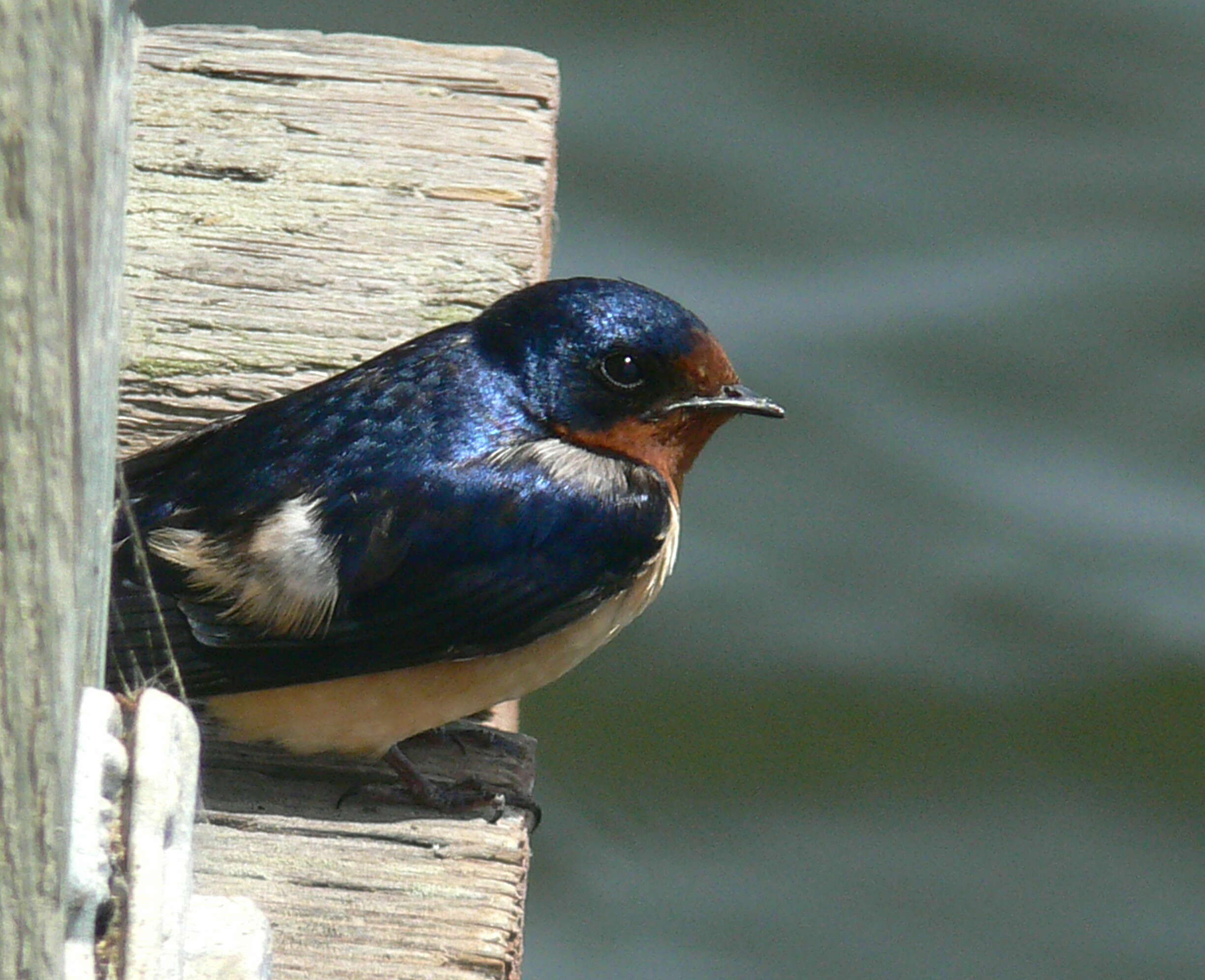 Image of Hirundo Linnaeus 1758