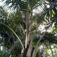 Image of sugar palm