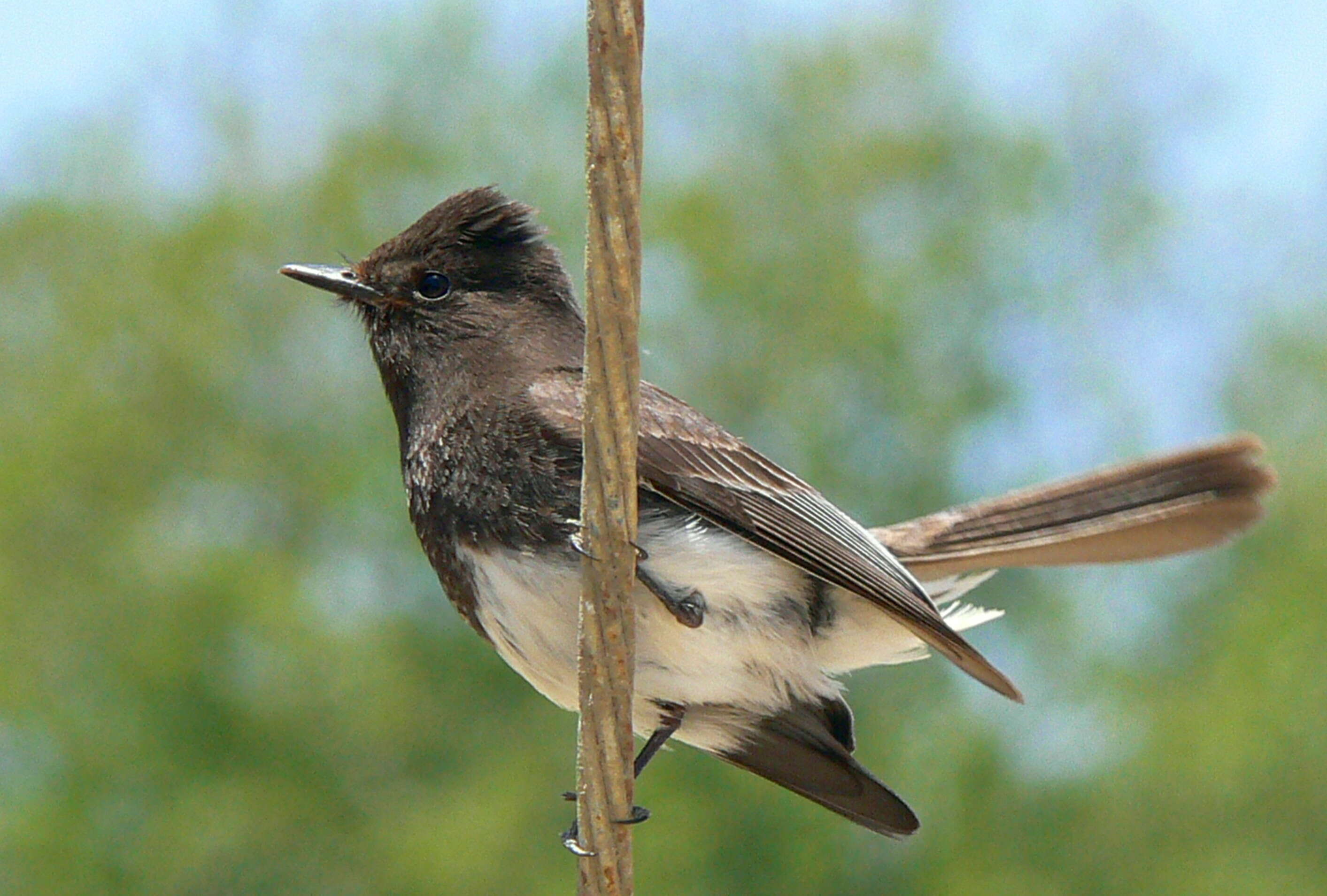 Imagem de Sayornis nigricans (Swainson 1827)