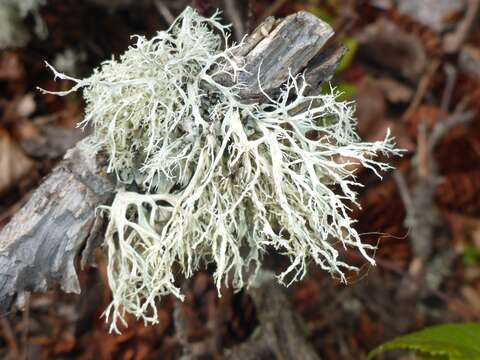 Image of farinose cartilage lichen