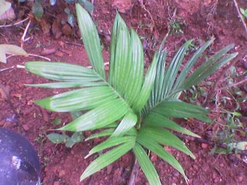 Image of betel palm