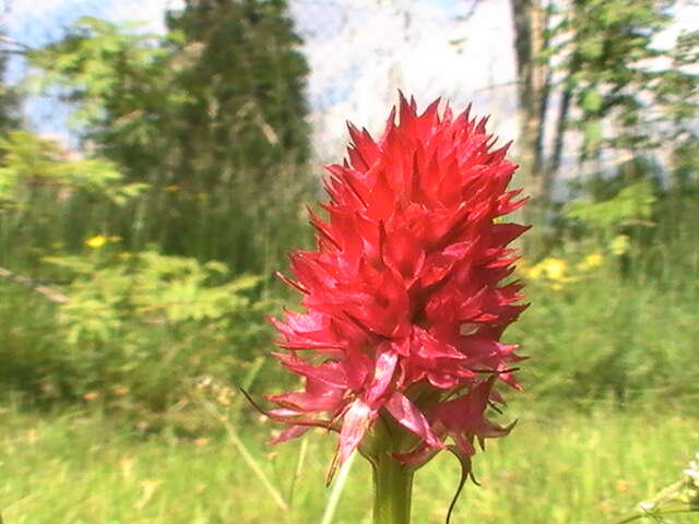 Image of Rein Orchids