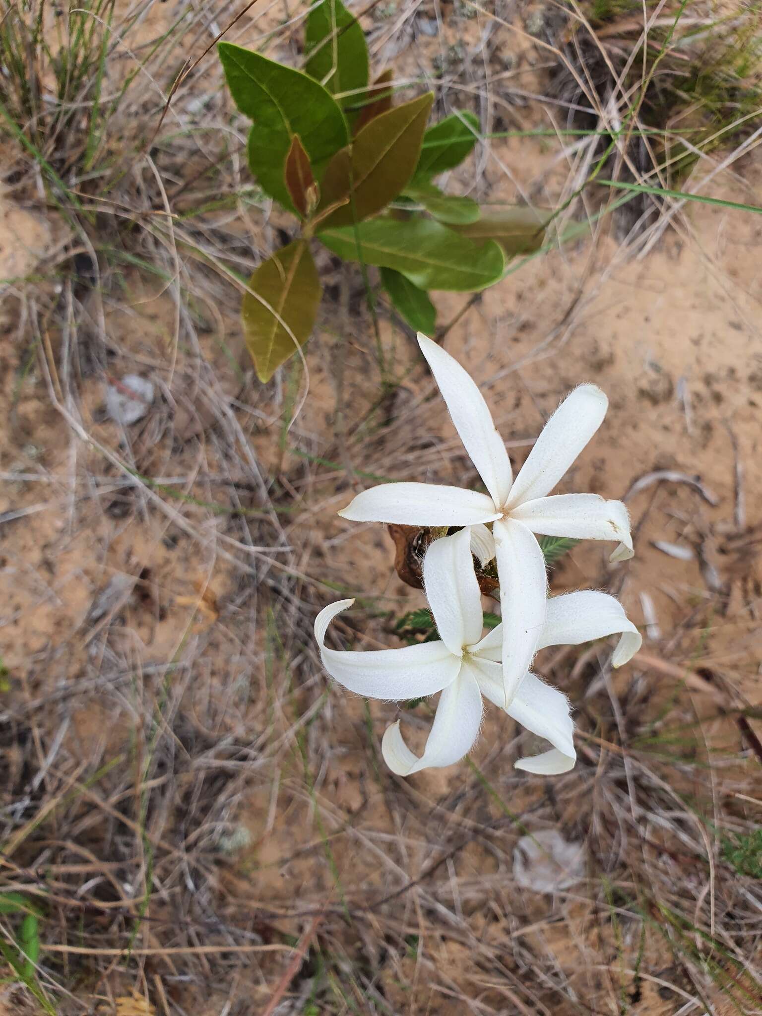 Ancylobothrys petersiana (Klotzsch) Pierre的圖片